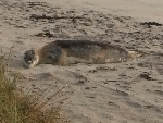 leopard seal 1-516